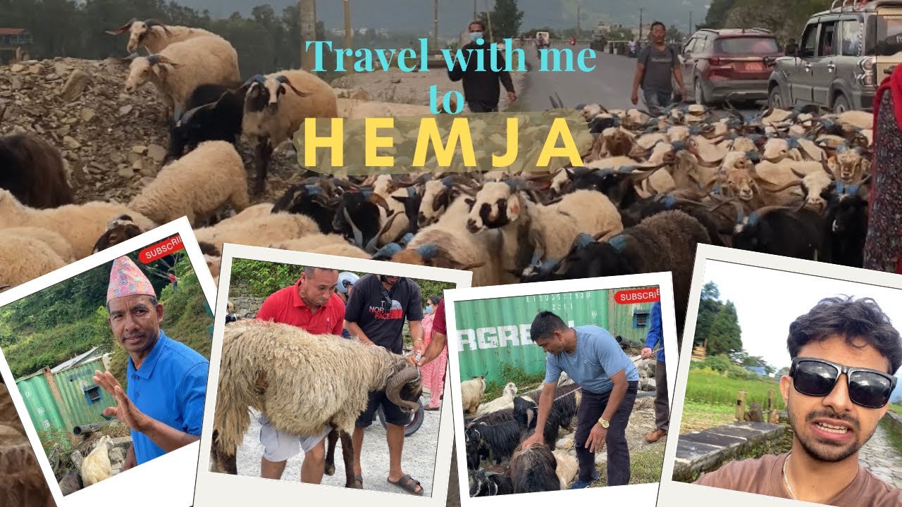 Changra hunt in Pokhara 😂Dashain ko preparation suru!#FunnyVlog #PokharaLife#subscribe#travel #vlog 