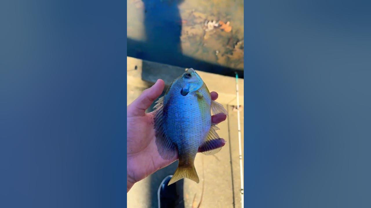 4 fish day YouTube