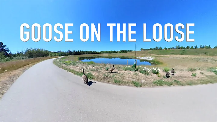 2nd Ride on The Tarmac SL7 - Goose On The Loose