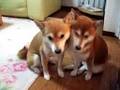 ファンヒーターと柴犬ふたり Heating and two shibas