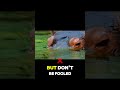 Hippo: Why does Hippo like to eat at night? #shorts #animals
