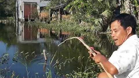 Câu Cá Lóc Bằng Vịt |  Fishing with Duck Fish | Săn Bắt Kiên Giang