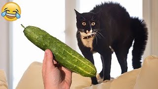⁣New Funniest Cats and Dogs Clips 2025😼🐶Try Not To Laugh😹🐕 Part 04 |  October, 7 2025