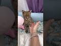 Savannah Cat Does the Unexpected #Shorts #cat #viral