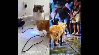 Aksi lucu kucing random bikin ngakak #funny #cat #catshorts #cute #funnycat #cute #kucinglucu