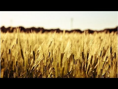 Video: Hur Man Använder Korn Som Djurfoder