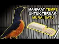 Manfaat TEMPE Untuk Ternak MURAI BATU Agar TELUR Menetas SEMUA