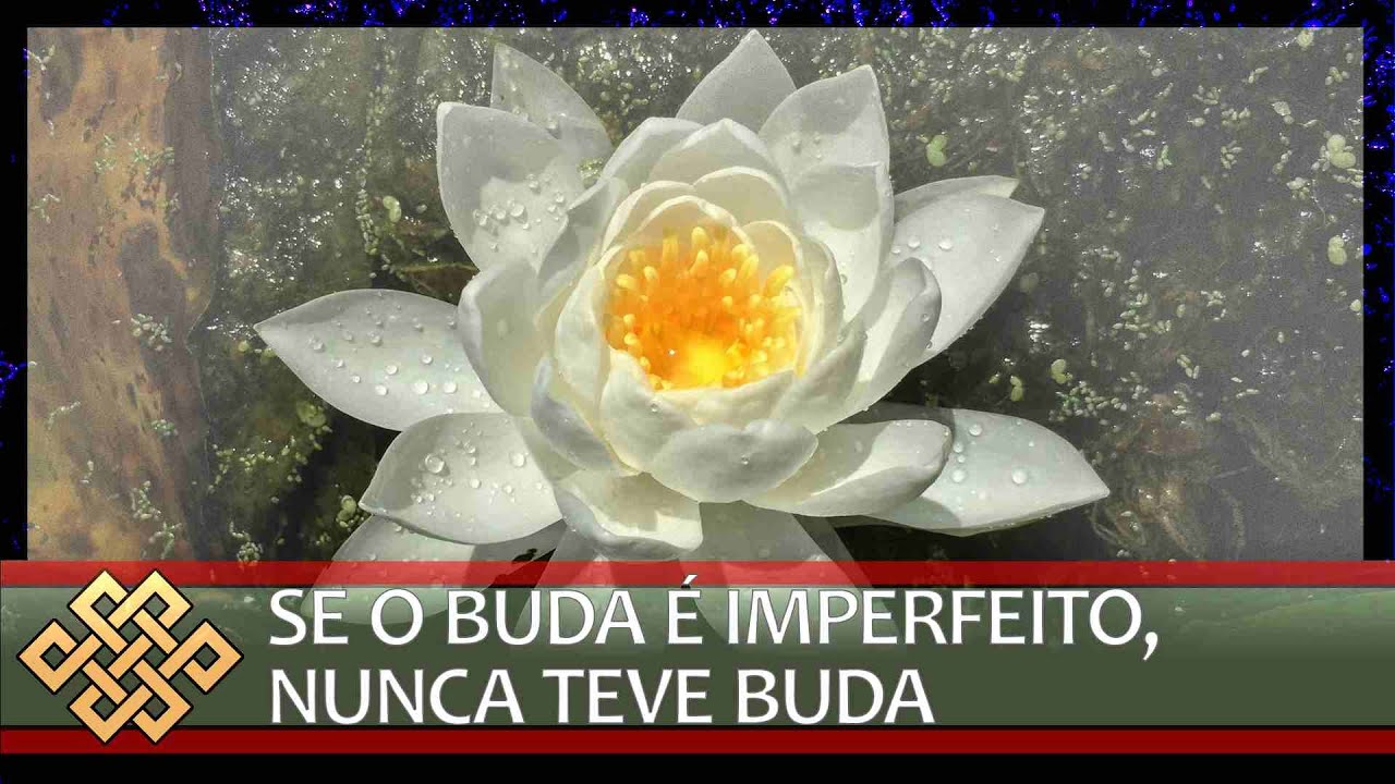 Pureza do darma, cinismo e devoção