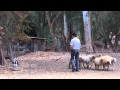 Jess herding too