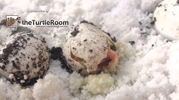Albino Red Eared Slider Turtle Hatching