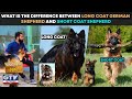 What is the Difference between Long Coat German Shepherd & Short Coat Shepherd I Wild Pets