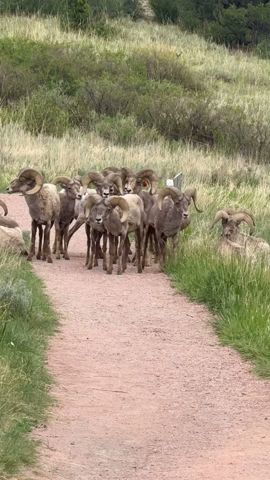 Bighorn sheep #shorts #animals #wildlife #life #nature #sheep #wildanimals #bighorn #colorado