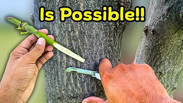 I Grafted a Big Mango Tree This Method Will Shock You