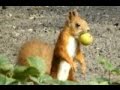 Белочка прячет яблоко. Осенью белка готовится к зиме, запасает еду. Squirrel | Мир природы