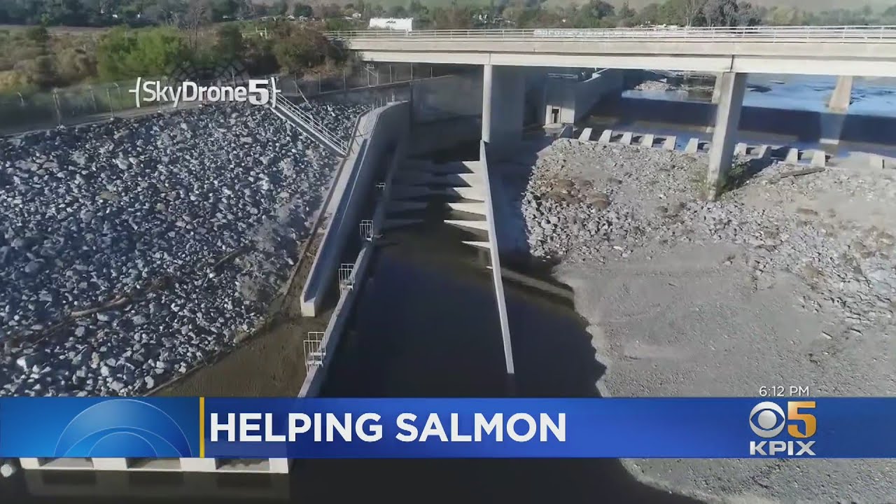 Recent Rains, New Fish Ladder To Help Salmon Populations On Alameda Creek – 'It's Really A Miracle'