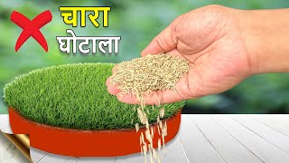 लॉन ग्रास उगाने के 6 अचूक उपाय + Fodder Scam Revealed! | LAWN GRASS FROM SEEDS