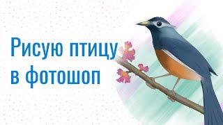 Рисую птицу в фотошоп и чуток комментирую. Рисую птицу в фотошоп и чуток комментирую.