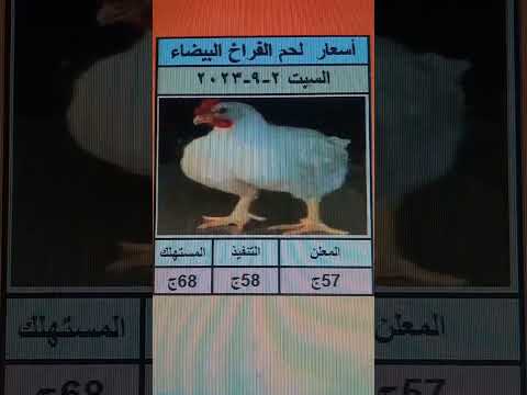 اسعار الفراخ البيضاء اليوم سعر الفراخ البيضاء اليوم مصر السبت 3 9 2023 جمله وقطاعي