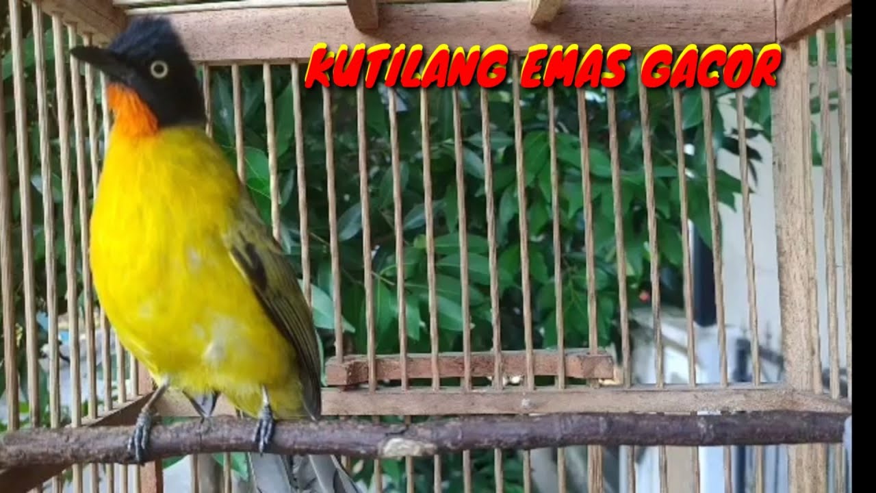 Kicau burung kutilang emas