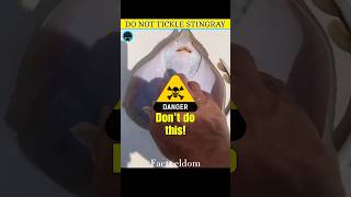Never tickle a Stingray fish !