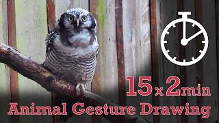 Animal Drawing References #335 - Northern Hawk-Owl - 15x2min poses