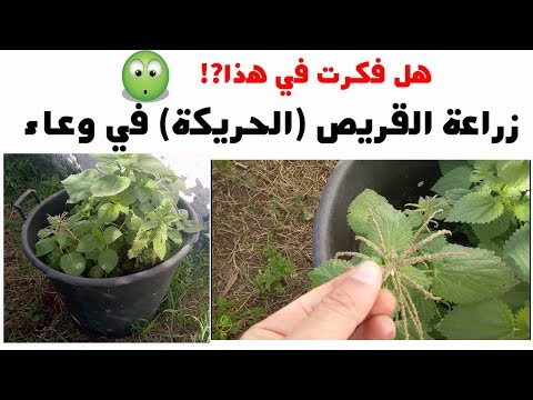 فيديو: كيف ينمو نبات القراص الجرس؟