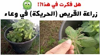 زراعة بذور القريص (الحريقة) في المنزل