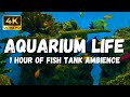 Immersive Underwater Ambience ASMR | Relaxation Aquarium | Aquarium Background No Music
