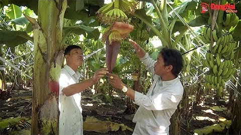 Nông dân xã Phú Vinh (H.Định Quán) khấm khá nhờ trồng chuối cấy mô