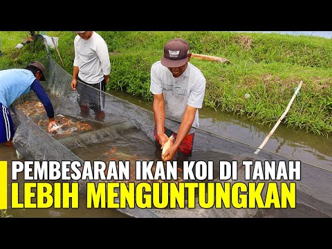 Video: Tumbuhan Kolam Kalis Koi: Cara Menjaga Tumbuhan Selamat Daripada Ikan Koi