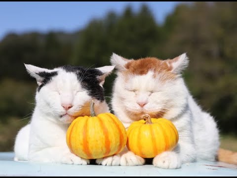 プッチーニをのせた2匹の猫 Cat with pumpkin 191121