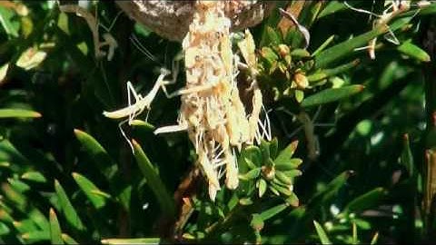 Chinese praying mantids hatch