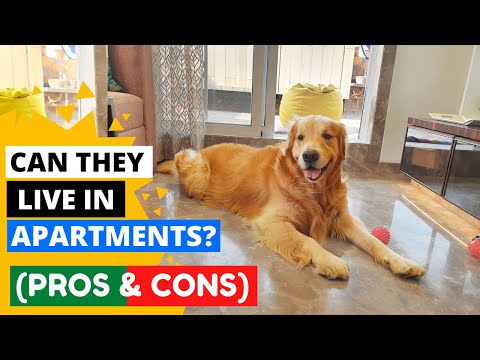 Video: Neue Studie Zielt Darauf Ab, Die Gesundheit Von Golden Retriever Zu Verbessern - Über Golden Retriever