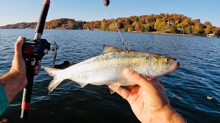 I Dropped a LIVE Skipjack Down for BIG Catfish