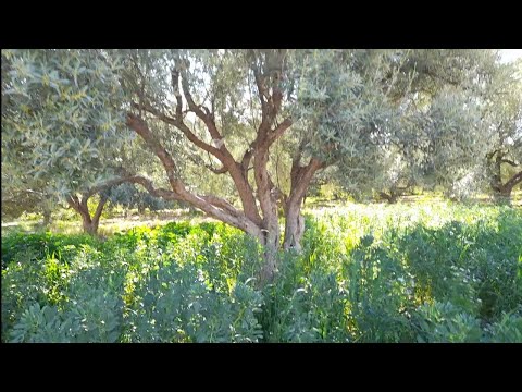 فيديو: شجيرات يمكن زراعتها تحت الأشجار