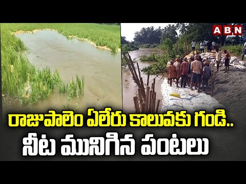 Kakinada District : రాజుపాలెం ఏలేరు కాలువకు గండి.. నీట మునిగిన పంటలు  | ABN - ABNTELUGUTV