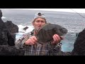 Pesca sargo  pesca saraghi  rock fishing  diplodus sargus