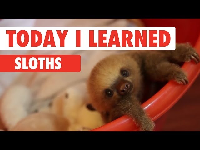 Today I Learned: Sloths