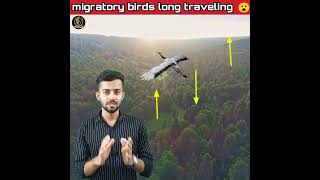 migratory birds कैसे करते है हजारों km की treavling ? shorts migratorybirds