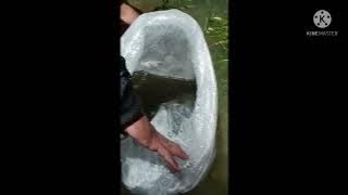 VIDEO VIRAL IKAN MUJAIR ARWANA BISA 2KG BESARNYA