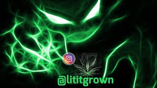 Growing with Humility: Litit Grown on Cannabis, ADHD, and Autoflowers in South Africa