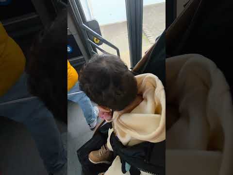 جودخاف لما الكلب قرب عليه صار ينبح وكان رح يعضو   