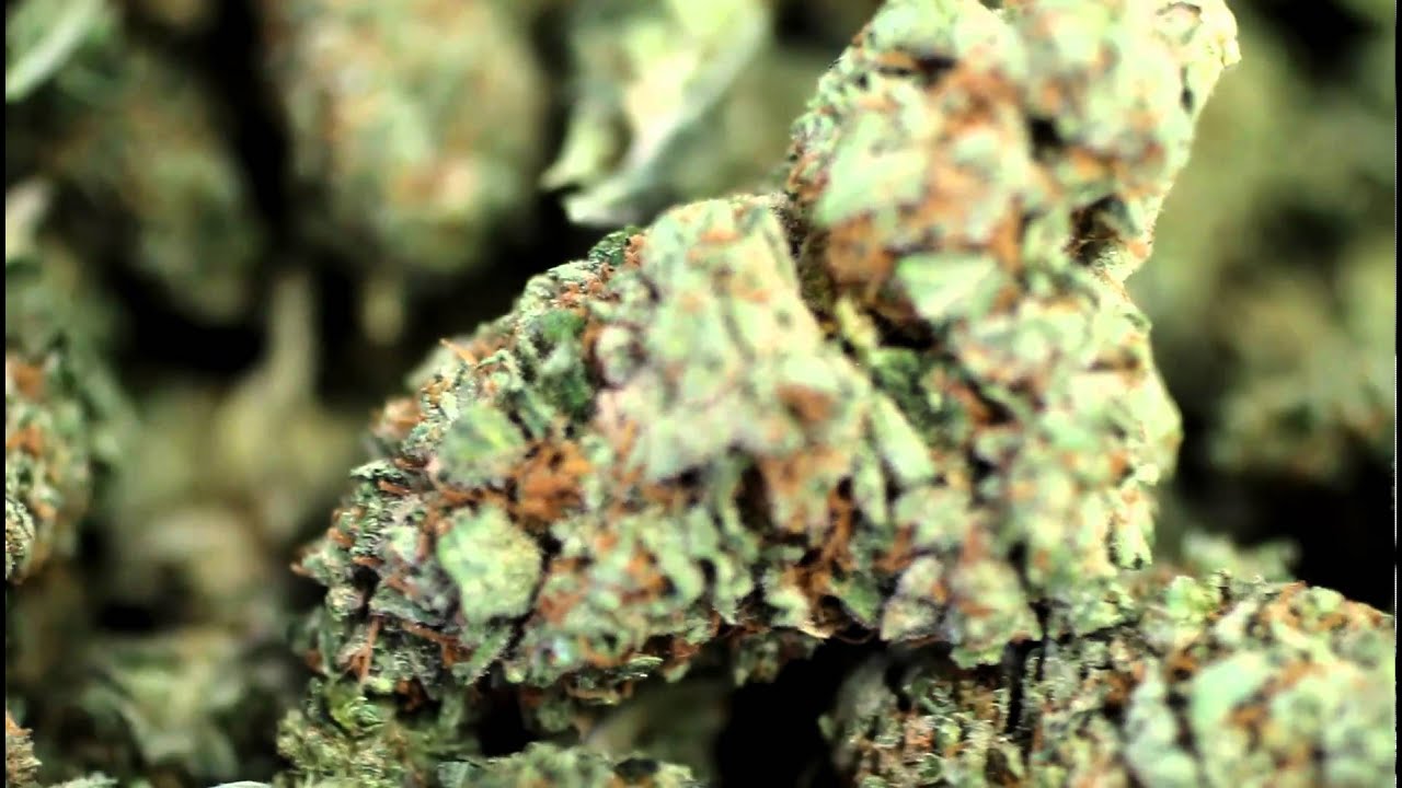 Marijuana - Trainwreck-insta: poweredbyjah