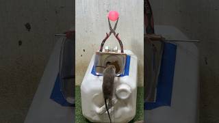 Best Mouse Trap Idea/Mouse Trap Tips At Home #Mousetrap #Mousetrap2022 #Rat #Rattrap