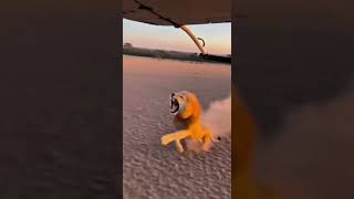 Unbelievable! Lion Chases Helicopter in African Savanna