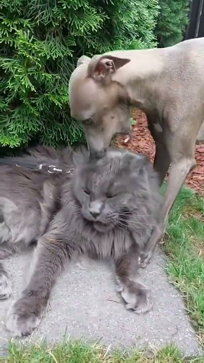 Giant Maine Coon Cat : Personality.