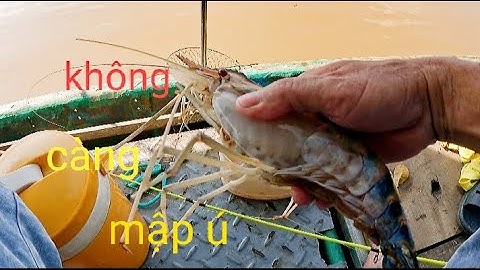 Vandaag garnalen gevist op de Dong Nai rivier en een paar grote garnalen gevangen //vissen op de ...