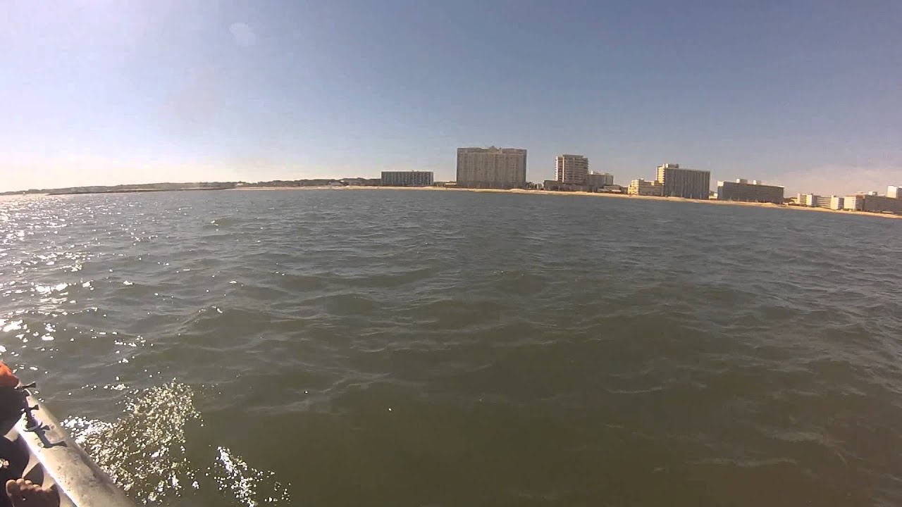 Kayaking With Dolphins In Virginia Beach What A Wonderful World Kayaking With Dolphins In Virginia Beach What A Wonderful World