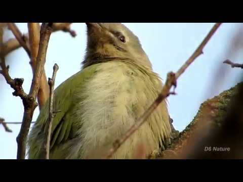 птицы америки Picus canus, Grey-headed woodpecker (UK) Жовна сива (UA) Седой дятел (RU)