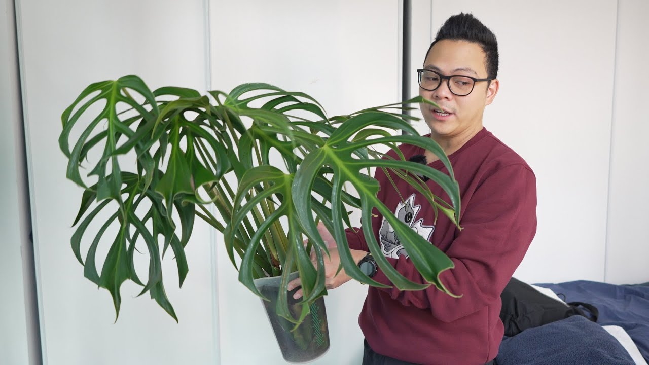 replanting my monsteras & anthuriums, online plant shopping, some deep talks | plant care